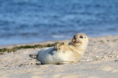 Absatz 06 Robbe - &Uuml;ber Sylt