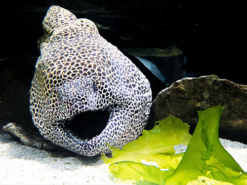 Absatz 07 Aquarium 03 - &Uuml;ber Sylt