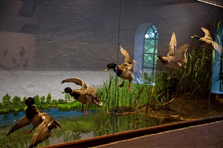 Vogelkoje aktuelles Bild